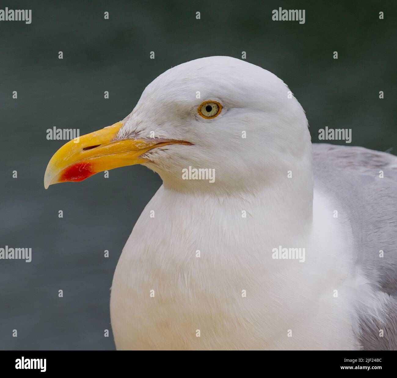 Erwachsene Heringsmöwe Larus argentatus aus nächster Nähe und direkt in die Kamera schauen Stockfoto