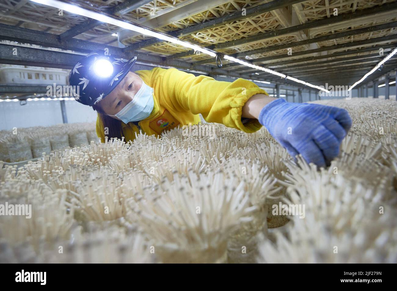 BAZHONG, CHINA - 28. JUNI 2022 - In der Produktionswerkstatt von Sichuan Qian Mushroom Biotechnology Co., LT, Überprüft Ein Arbeiter das Wachstum von Seepilzen Stockfoto