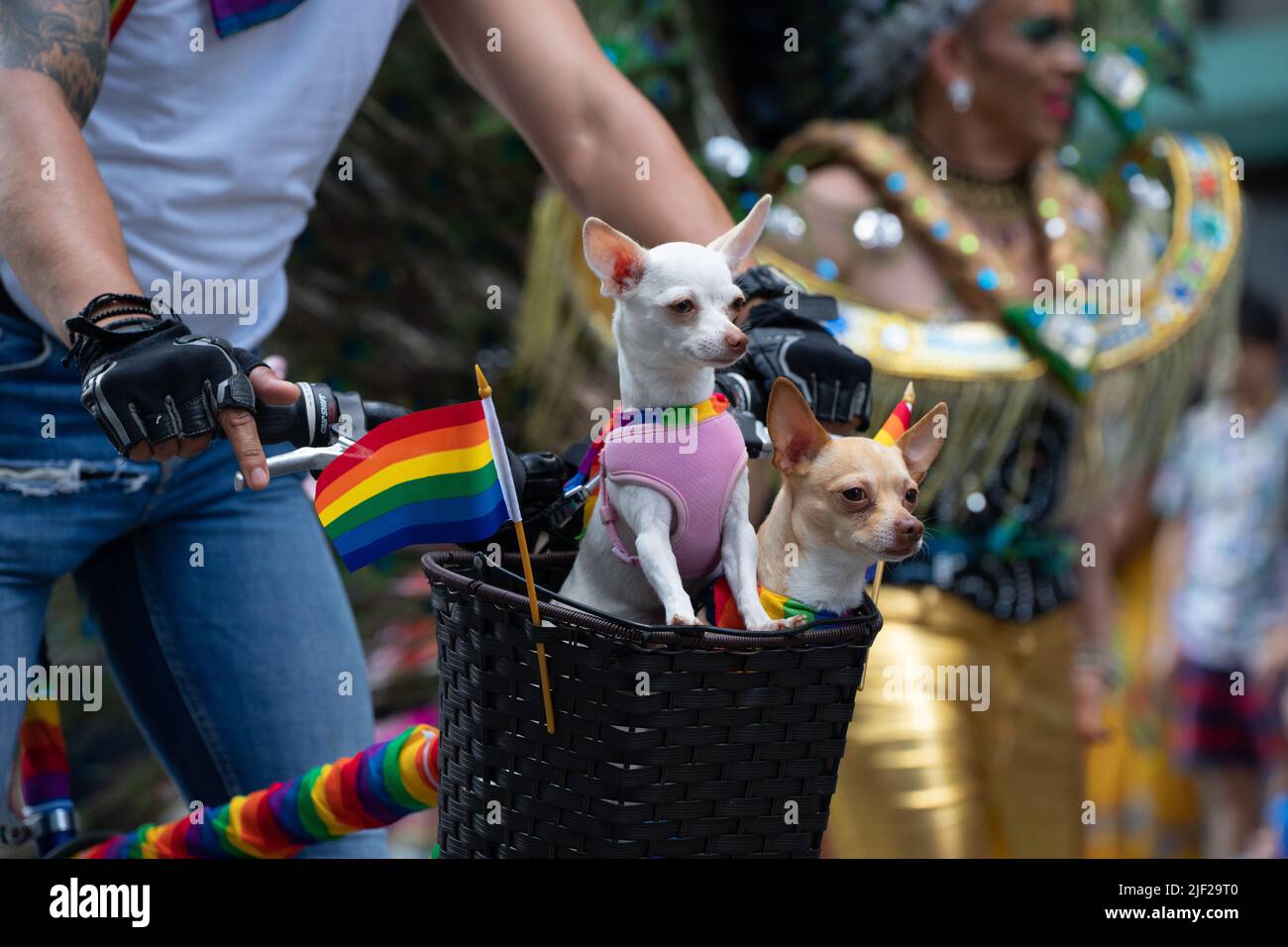 Zwei Chihuahuas nehmen an der Toronto Pride Parade Teil, indem sie in einem Fahrradkorb fahren. Stockfoto