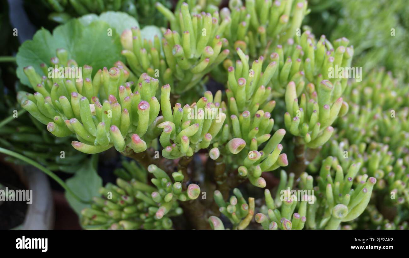 Schöne exotische seltene crassula ovata gollum Finger Jade Pflanze aus einem Kindergarten Garten. Dekorative und dekorative Zimmerpflanze. Stockfoto