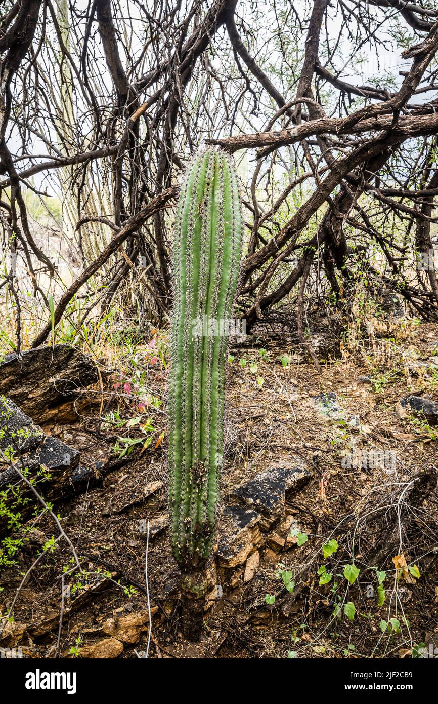 Junger Saguaro Kaktus, der im Schatten eines Baumes wächst. Sabino Canyon Erholungsgebiet. Stockfoto