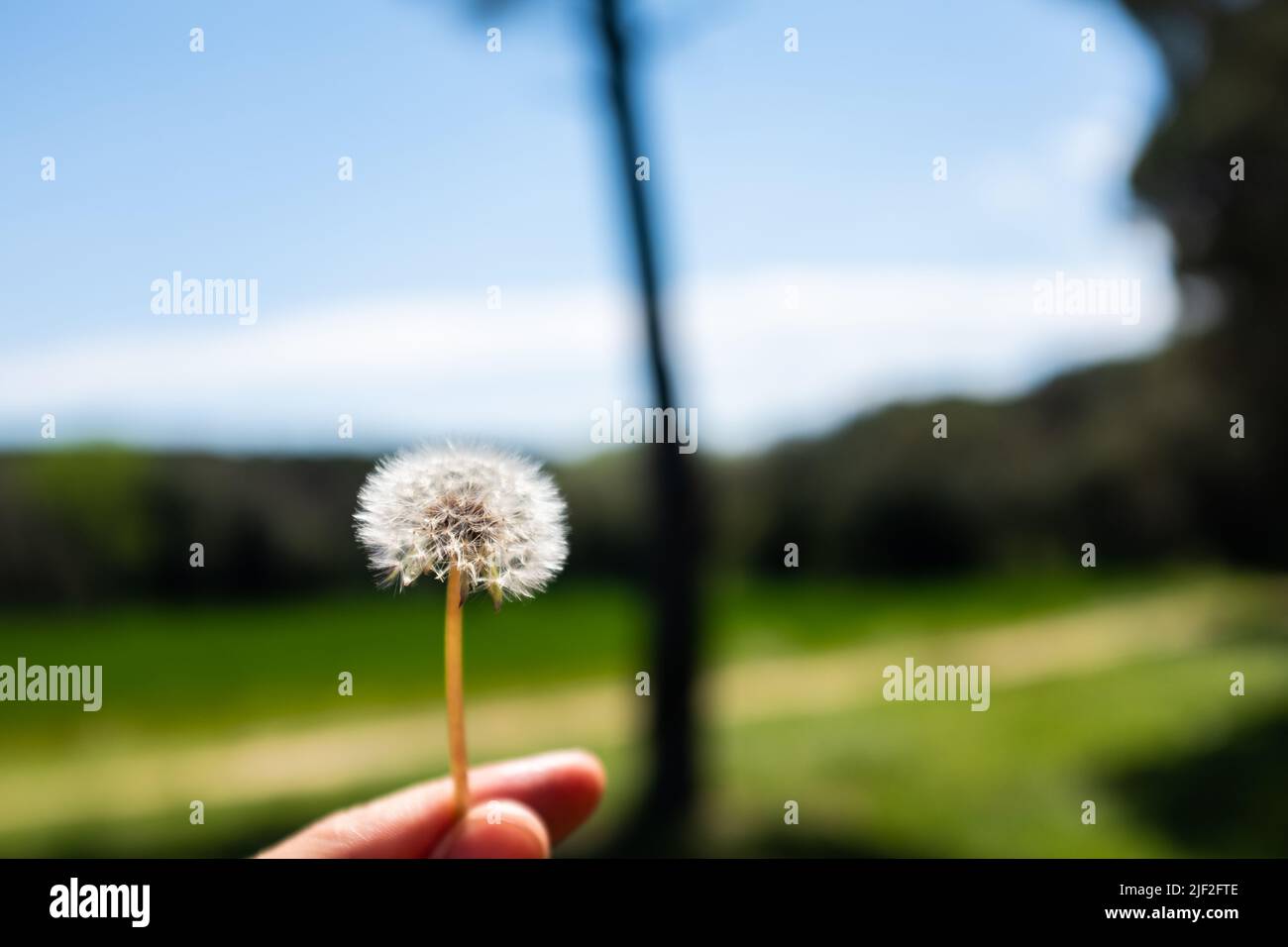 Blühende Eselenblüte mit Blütenblättern aus Blütenstaub, die auf einem grünen Hintergrund im Freien isoliert sind Stockfoto