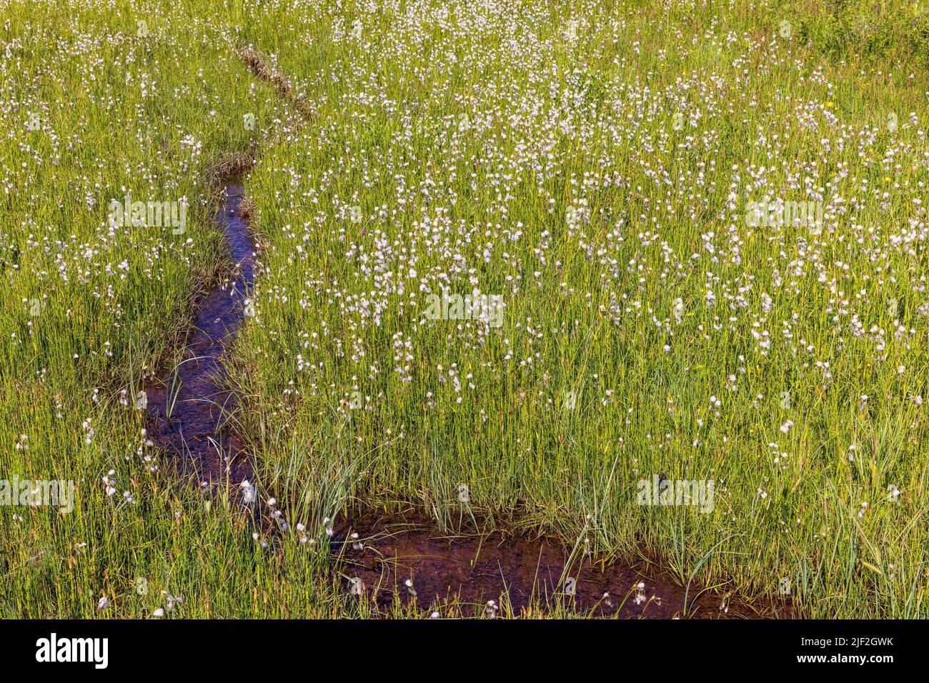 Creek in einer feuchten Wiese mit blühenden breiten blättrigen Baumwollgras Stockfoto