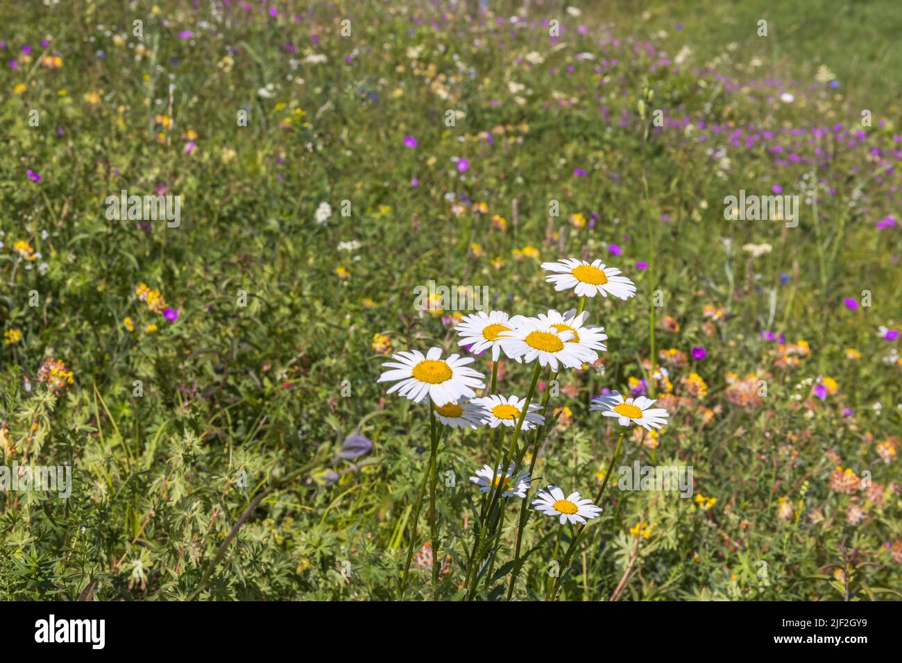 Aueraugen Gänseblümchen Wildblumen auf der Wiese Stockfoto