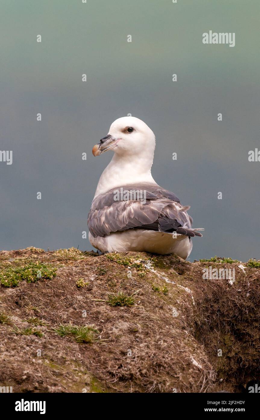 Fulmar auf St. Kilda Stockfoto