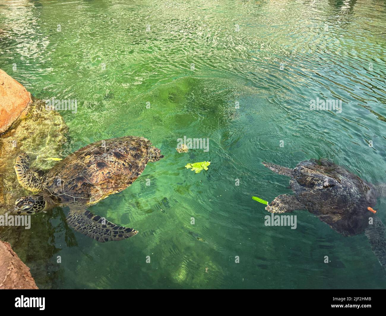 Am 27. Juni 2022 werden in einer Meereslagune im Turtle Rehabilitation Sanctuary im Dubai Jumeirah Al Naseem, Vereinigte Arabische Emirate, verletzte Schildkröten abgebildet. REUTERS/Abir Al Ahmar Stockfoto