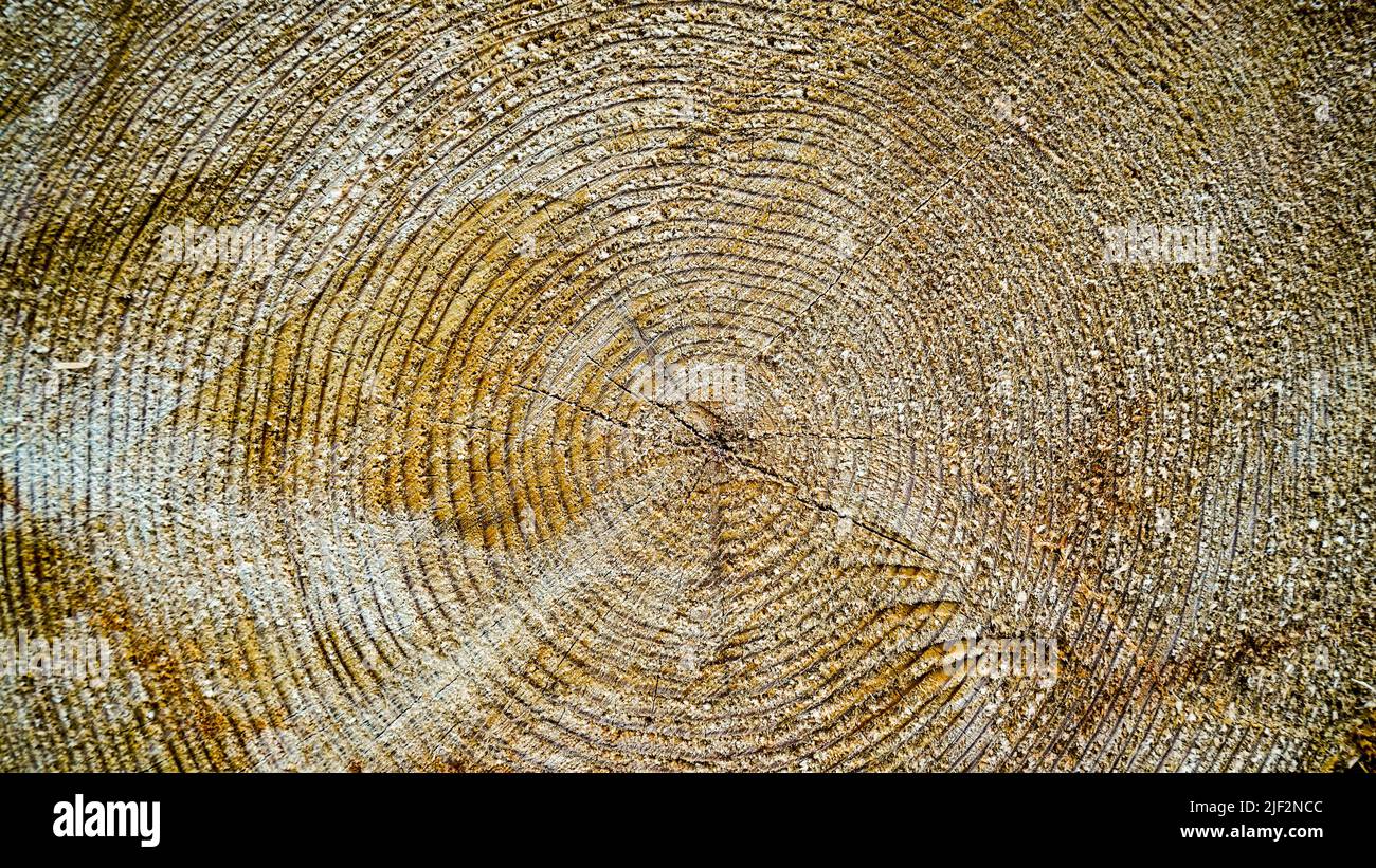 Ein abgesägter Baum. Die Struktur des Holzes. Querschnitt von Fichte und Lärchenholz. Nahaufnahme. Hintergrundtextur. Stockfoto