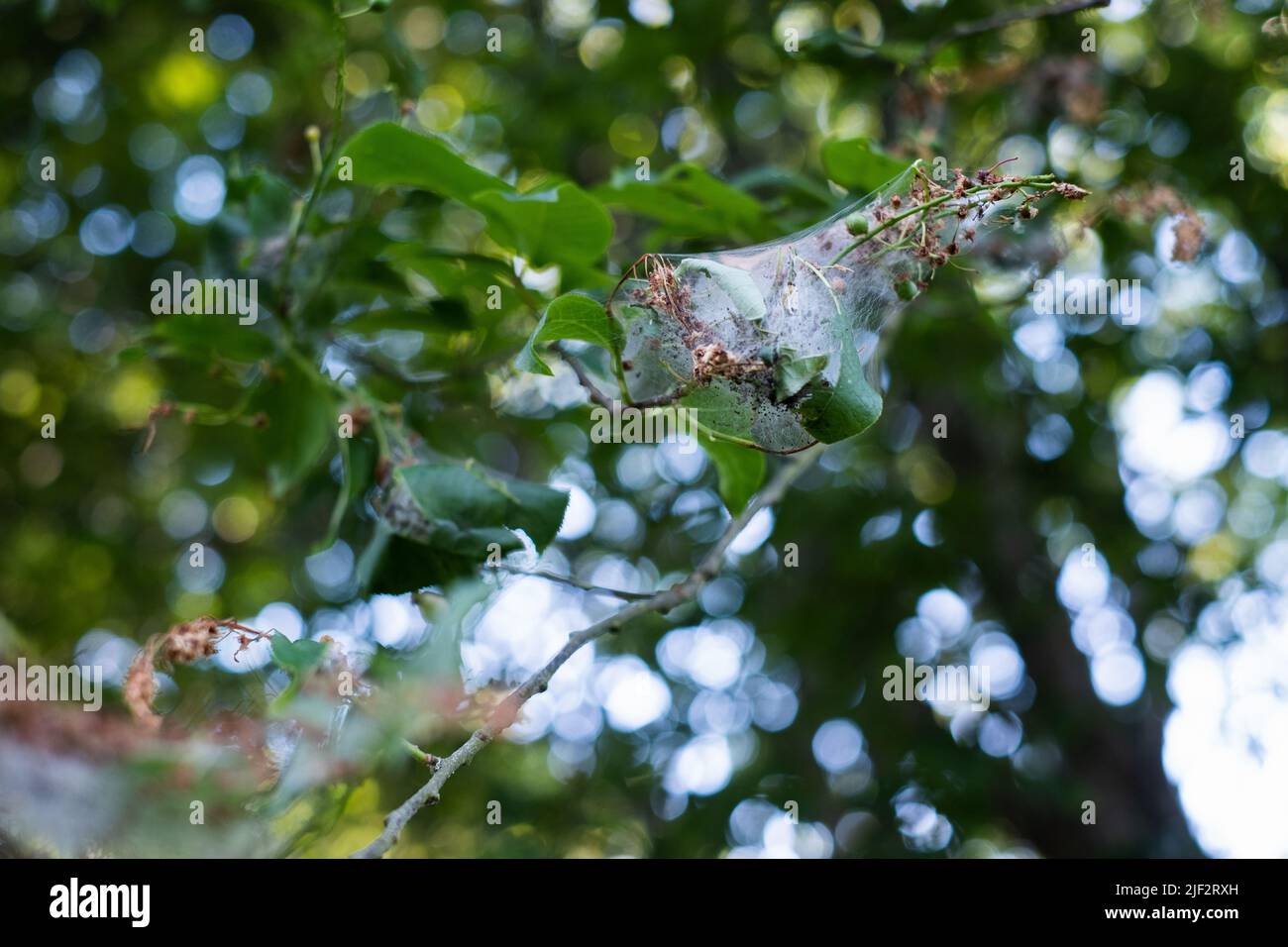 Birkbaumermin (Yponomeuta evonymella). Raupen sammeln sich in Nestern, die aus dem Netz auf Baumblättern gewebt sind. Stockfoto