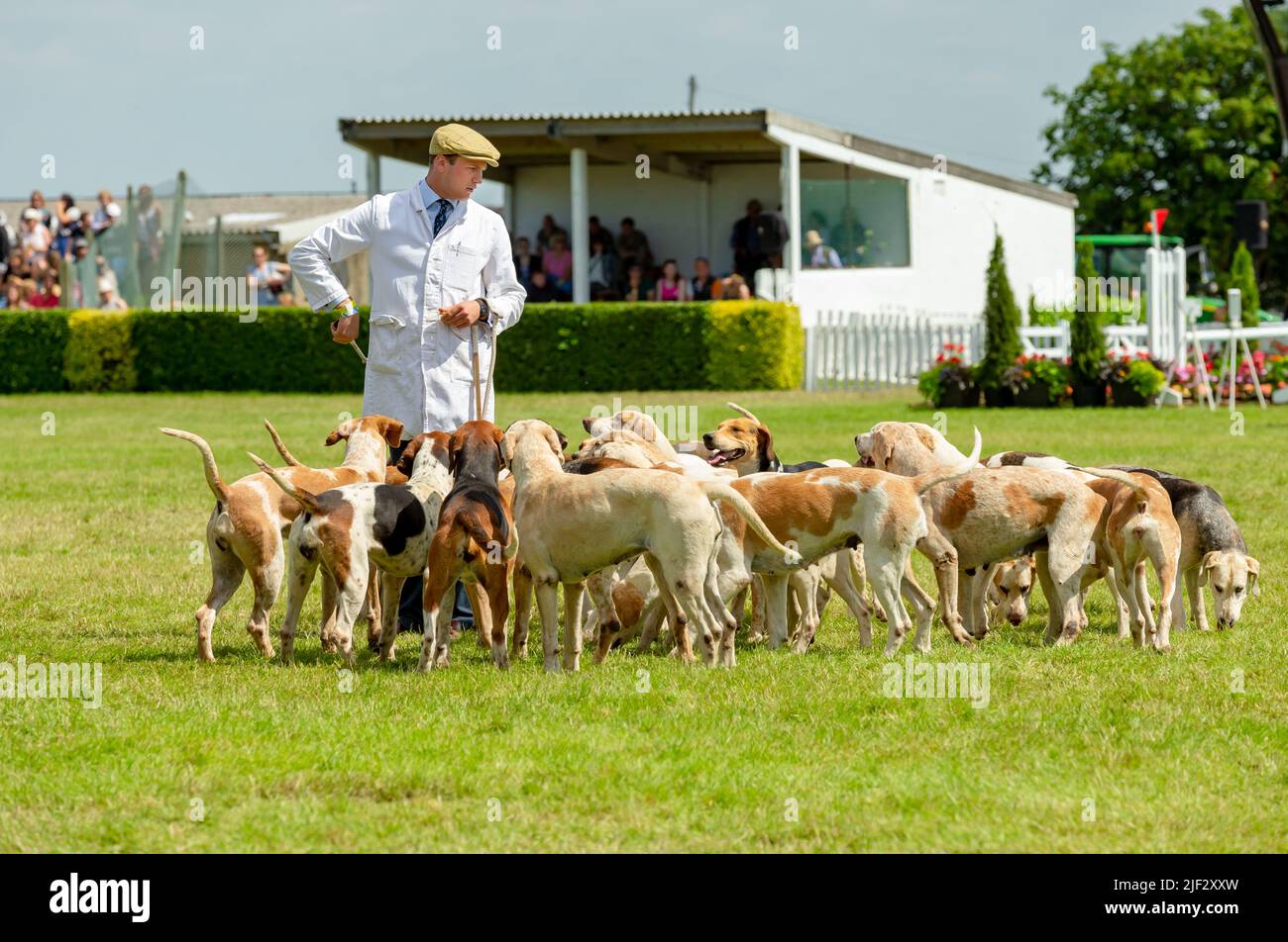 Harrogate, North Yorkshire, Großbritannien. 15. Juli 2021. Pack Foxhounds auf der Great Yorkshire Show, Harrogate, mit männlichen Handlern in weißem Kennel c Stockfoto