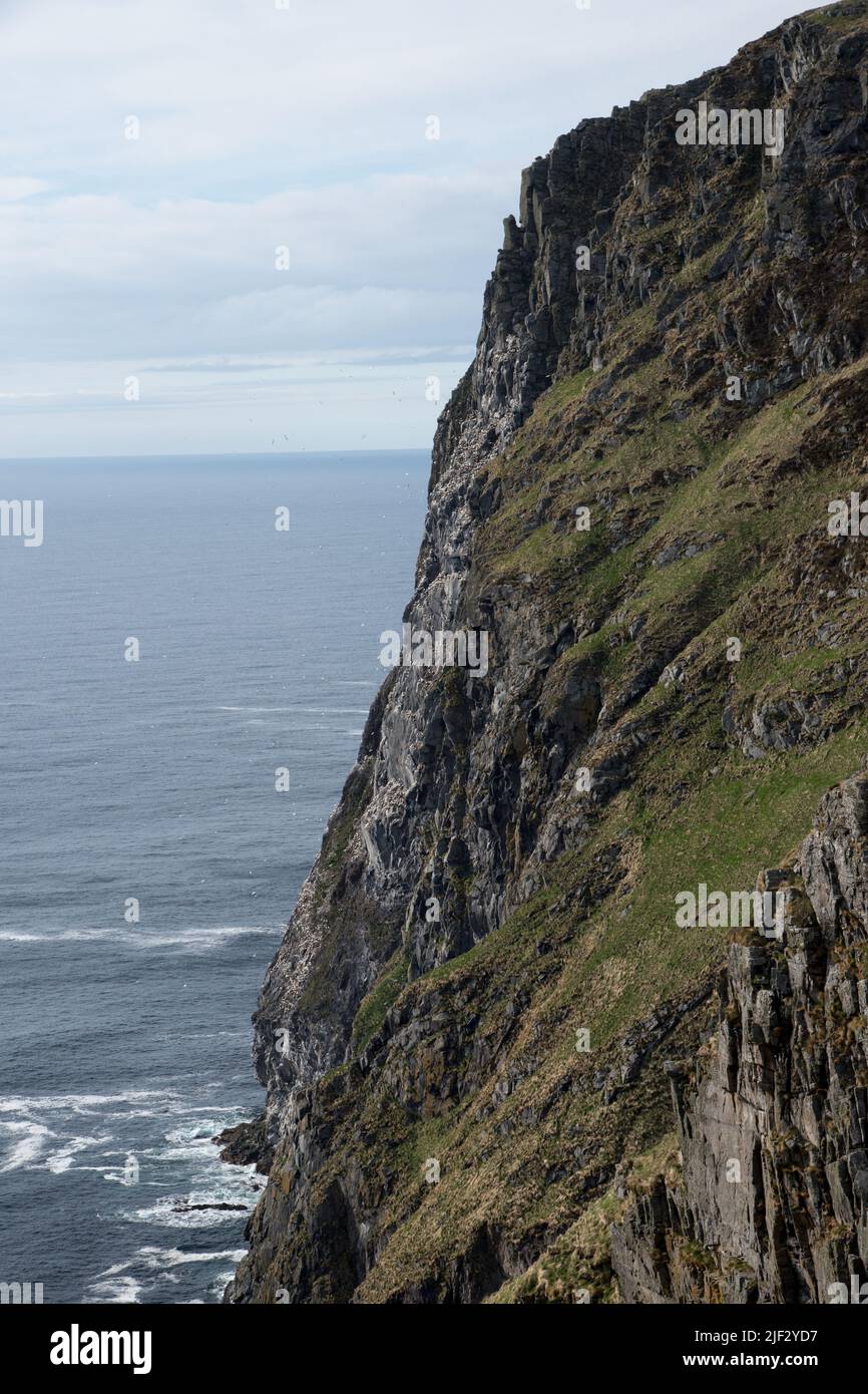 Runde ist eine Insel an der Westküste Norwegens im Norwegischen Meer, auf der jedes Jahr Hunderttausende Seevögel brüten. Stockfoto