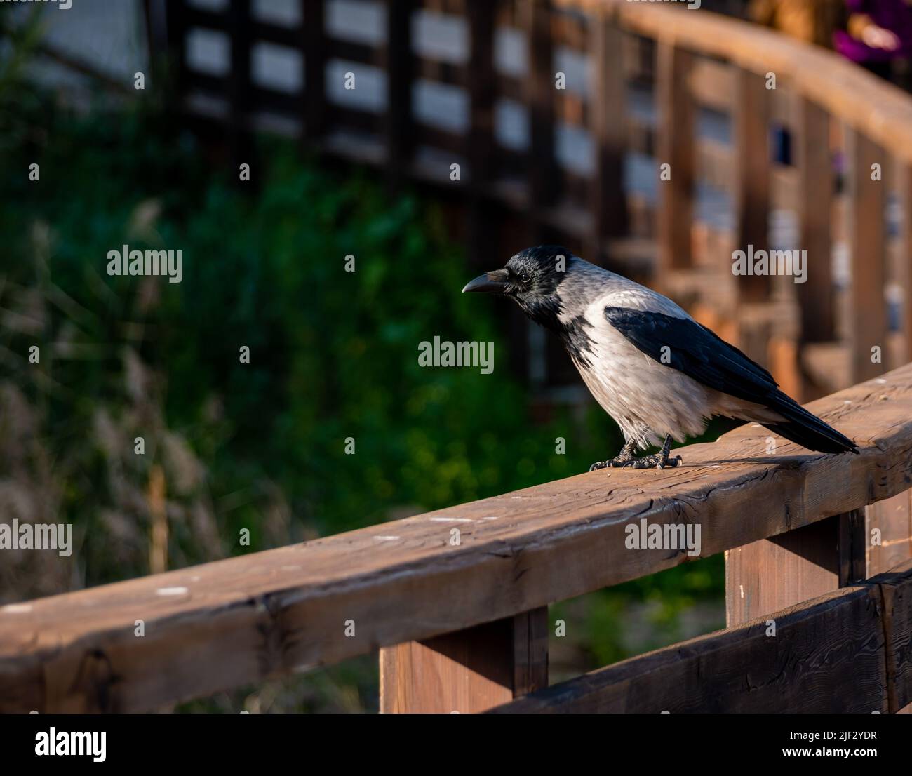 Eine graue Krähe mit Kapuze ruht auf dem Rand eines Holzdecks Stockfoto