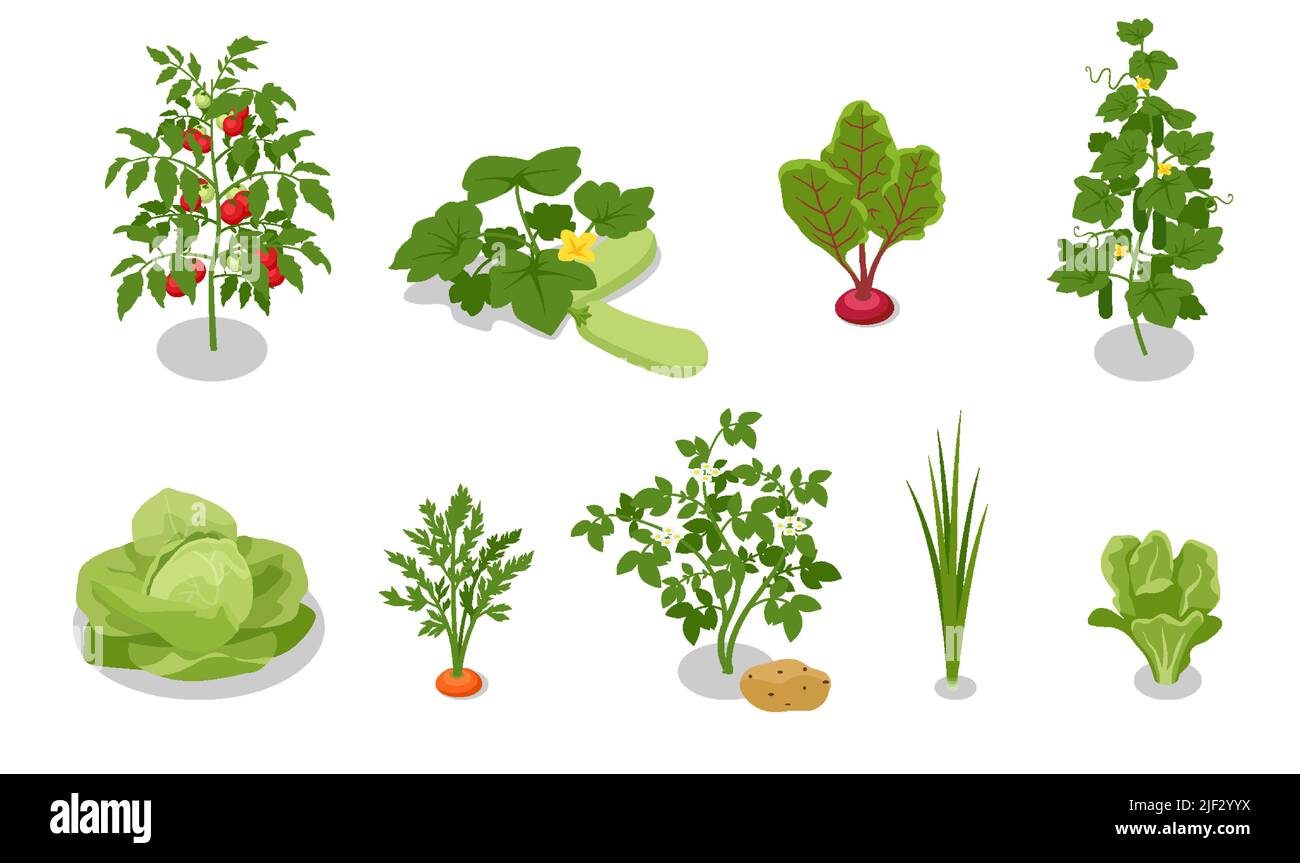 Isometrischer Gemüsegarten. Kohl, Salat, Zucchini, Karotten, Zwiebeln, Rüben, Gurken, Kartoffeln und Tomaten isoliert auf schreiben Stock Vektor