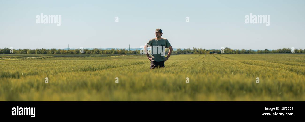 Panoramabild des Bauern mittleren Alters mit Händen auf Hüften, die auf unreifen Gerstenfeldern stehen und über die Plantage blicken, mit grünem T-Shirt und Stockfoto