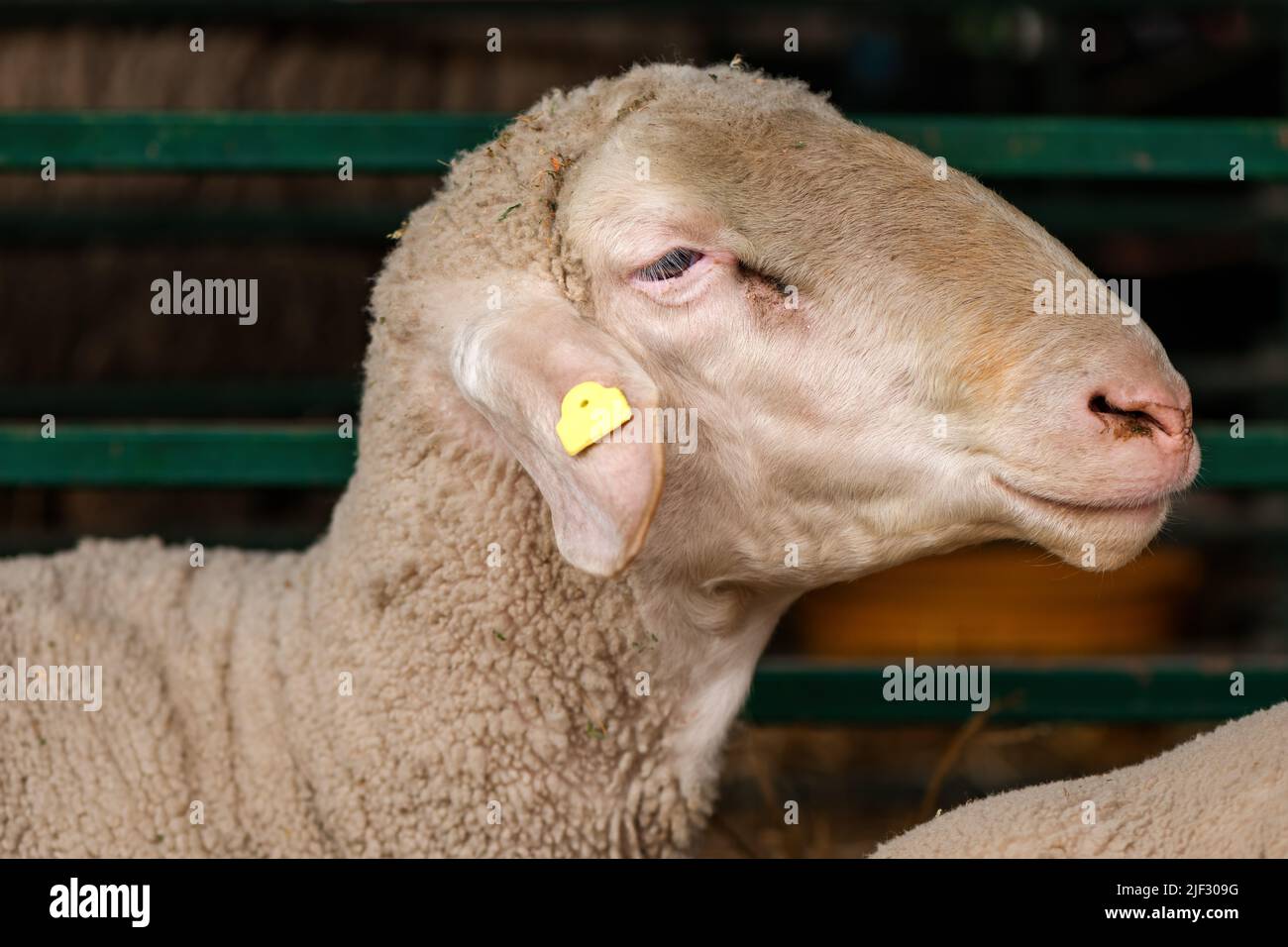 Nahaufnahme des Schafkopfes in der Farmscheune, selektiver Fokus Stockfoto
