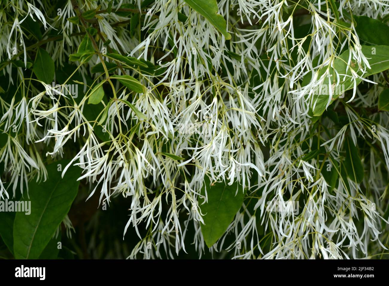 Chionanthus virginicus Fringe Tree Fülle von leicht duftenden cremig weißen Blüten Stockfoto