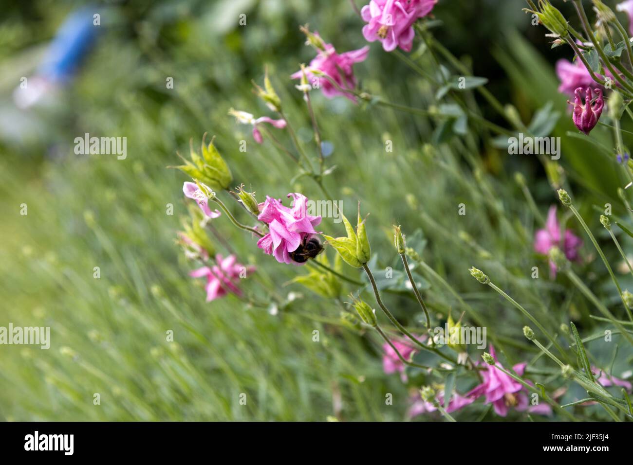 Eine große blaue Holzbiene, Xylocopa violacea, sucht auf einer rosa Blume nach Pollen. Stockfoto