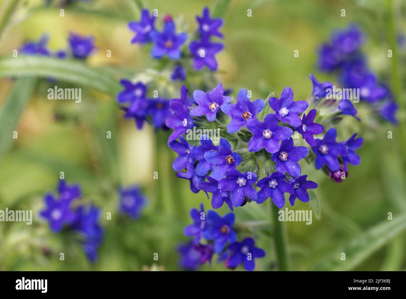 Anchusa officinalis, allgemein bekannt als der gewöhnliche Bugloss oder Alkanet, ist eine Pflanzenart der Gattung Anchusa. Stockfoto
