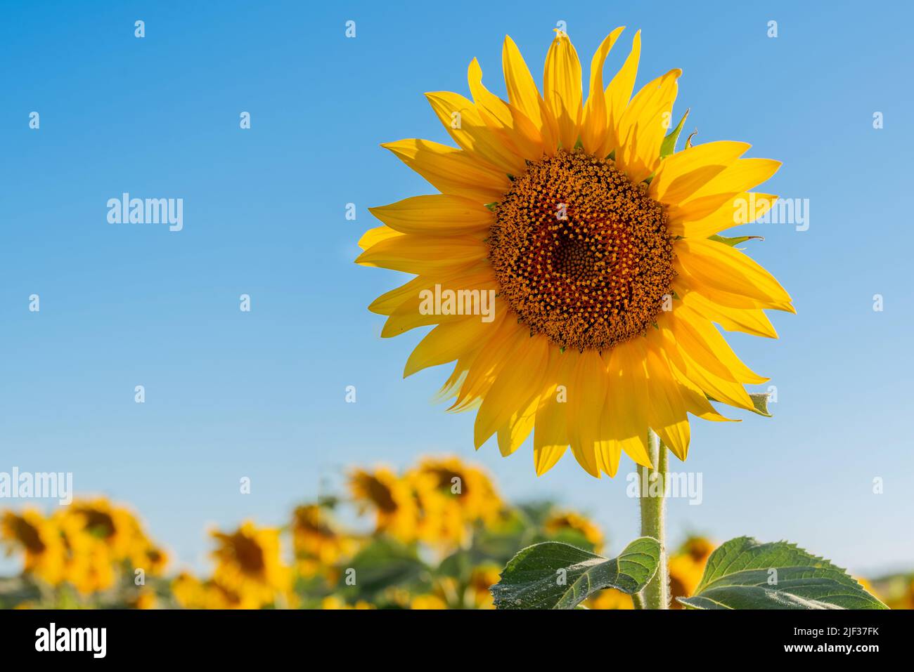 Nahaufnahme einer schönen gelben Sonnenblume in einer Plantage. Ernte von Sonnenblumenkernen und Sonnenblumenöl Stockfoto