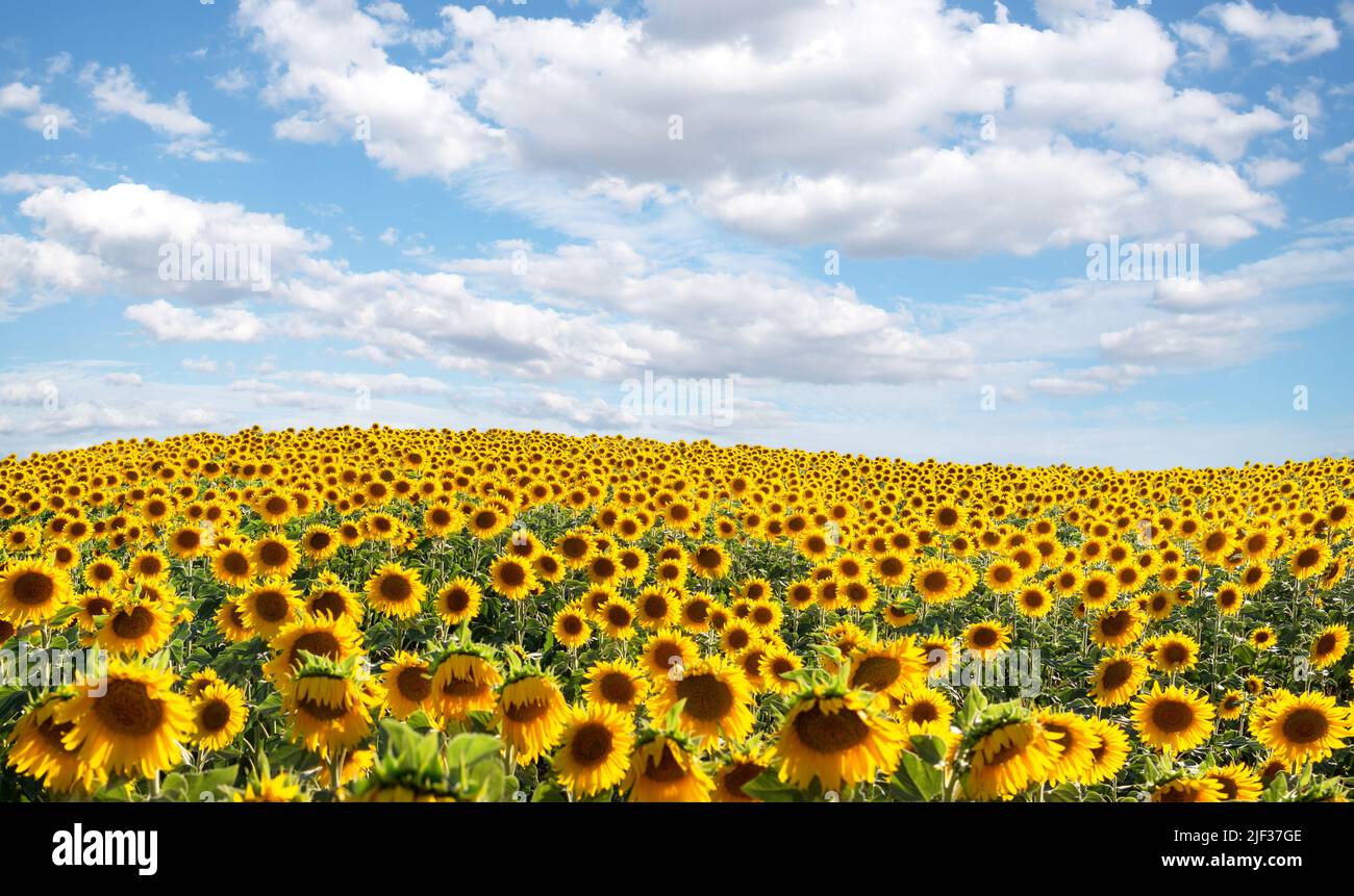 Landschaft eines Feldes voller Sonnenblumen mit einem Himmel voller Wolken. Schöne Tapete von einer Sonnenblumenplantage Stockfoto