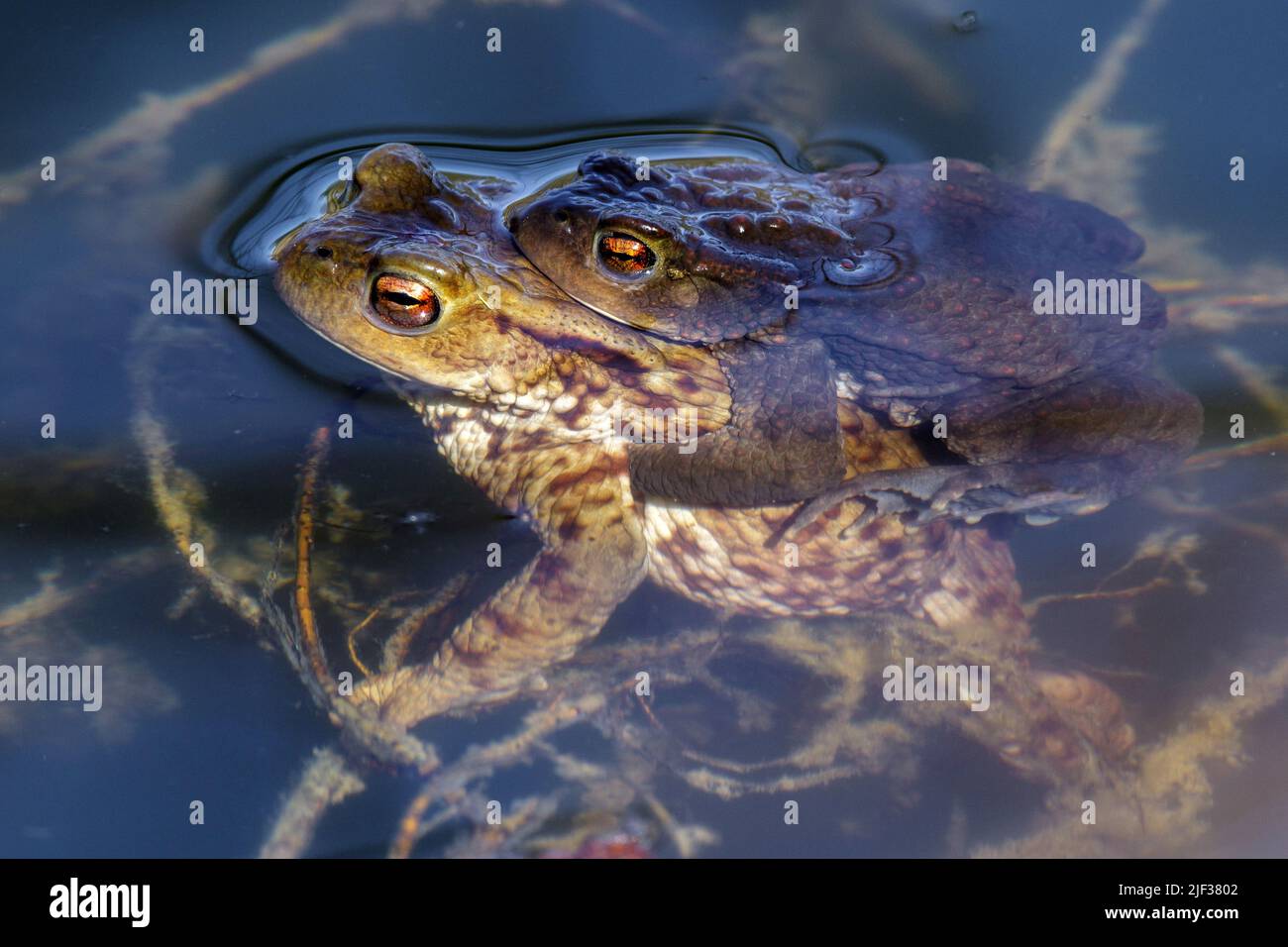 Europäische Kröte (Bufo bufo), Paar, männliche Verschlüsse weiblich, Deutschland Stockfoto