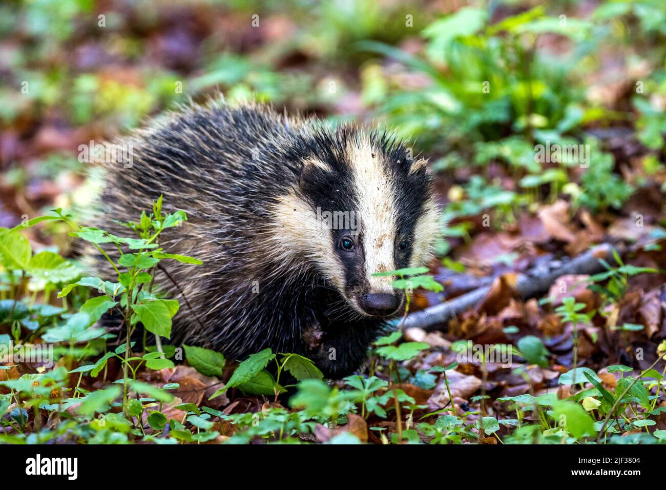 Altweltdachs, Eurasischer Dachs (Meles meles), Jungtiere auf Waldboden, Vorderansicht, Deutschland, Baden-Württemberg Stockfoto