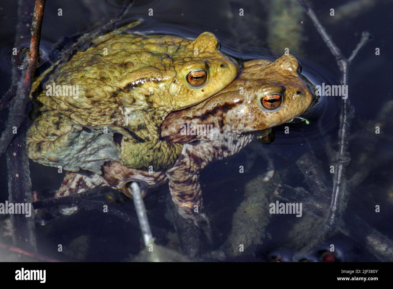 Europäische Kröte (Bufo bufo), Paar, männliche Verschlüsse weiblich, Deutschland Stockfoto