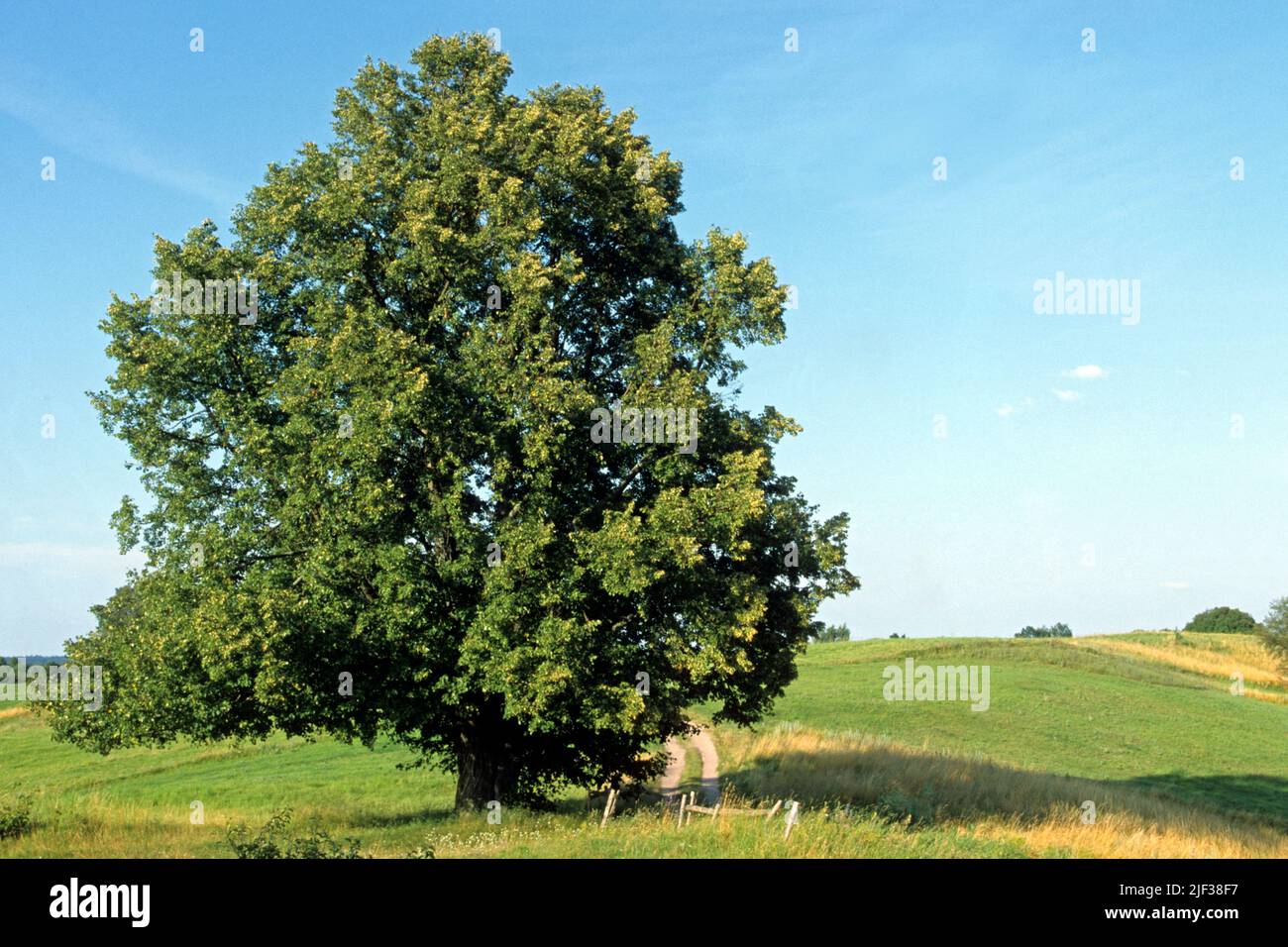 Kleinblättrige Linde, littleleaf linden, kleinblättrige Linde (Tilia cordata), Einzelbaum auf einem Feldweg, Deutschland Stockfoto