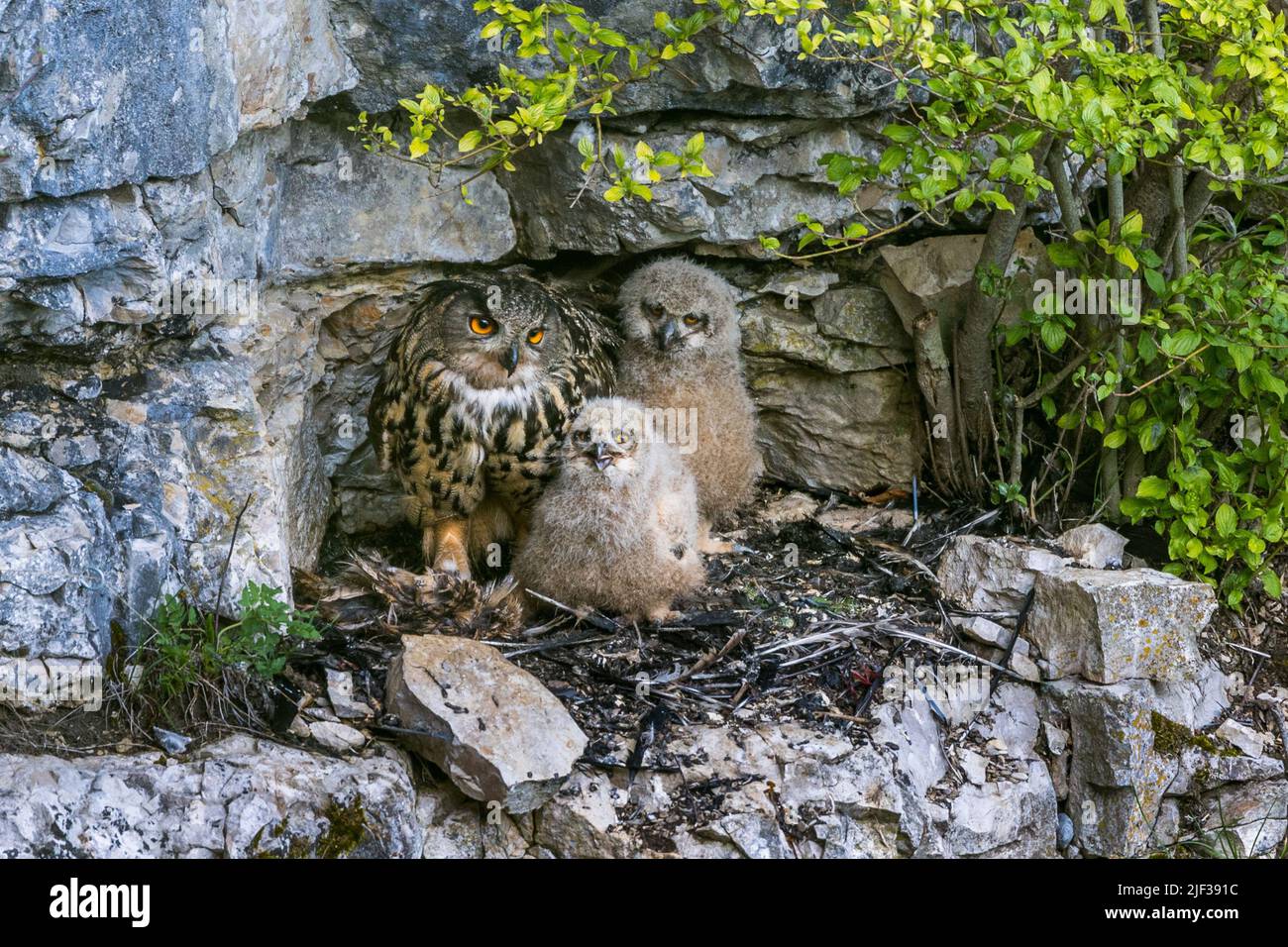 nordseeeule (Bubo bubo), am Horst mit Jungtieren, Deutschland, Baden-Württemberg Stockfoto