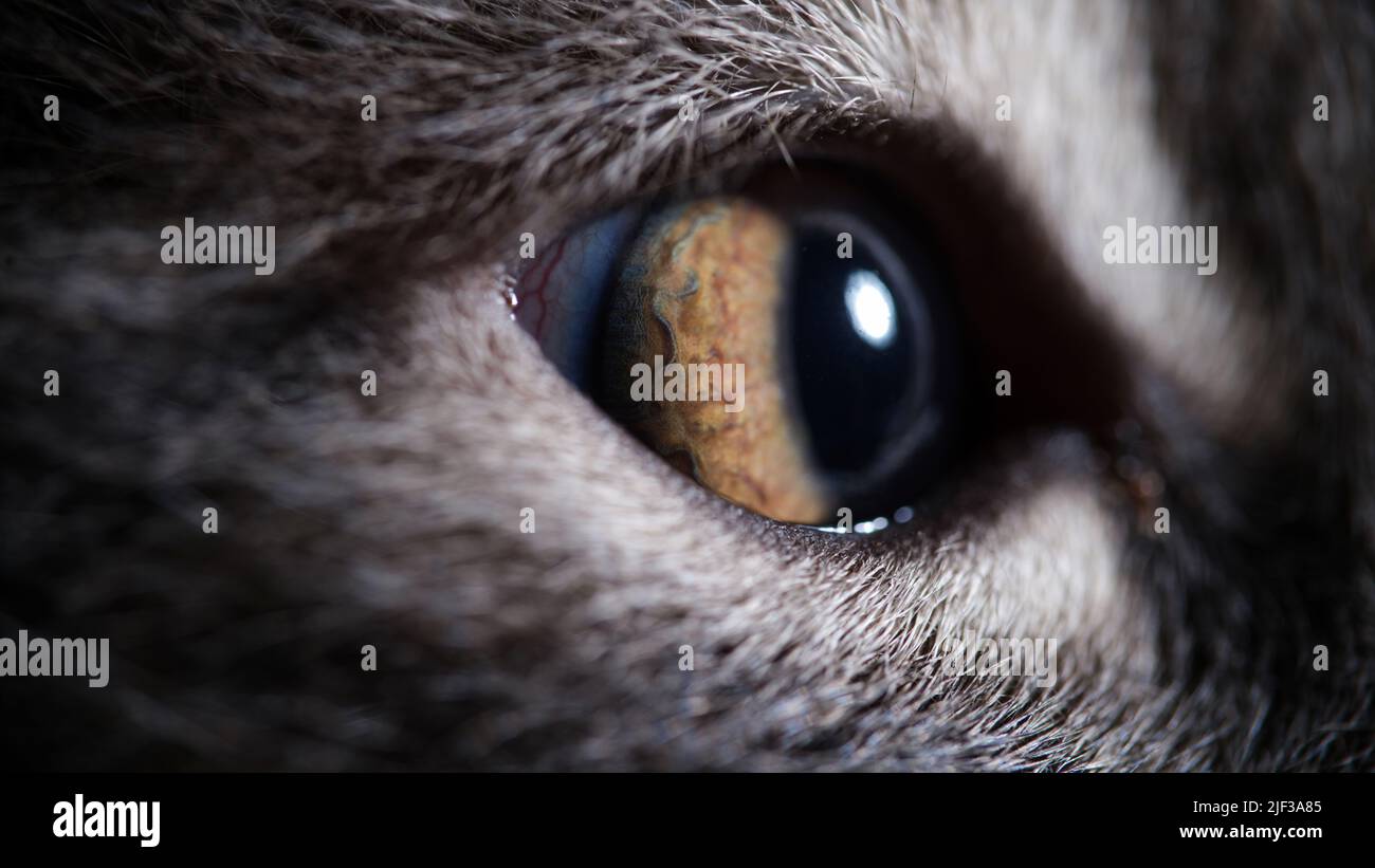 Gelbe Katzenaugen aus der Nähe. Visus bei Katzen Konzept Stockfoto