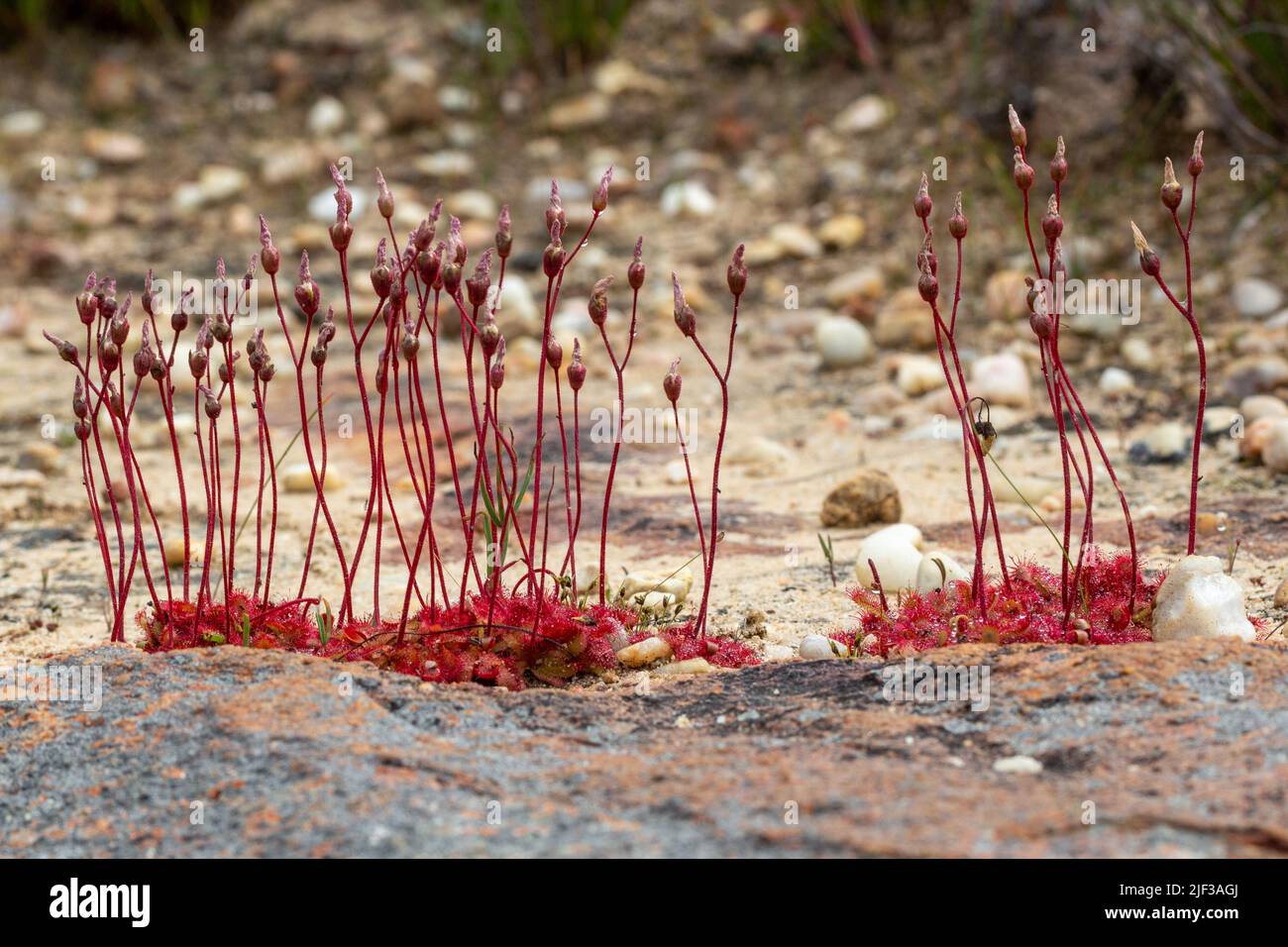 Einige blühende Sundaws (Drosera sp.) in der Nähe von Nieuwoudtville im nördlichen Kap von Südafrika Stockfoto