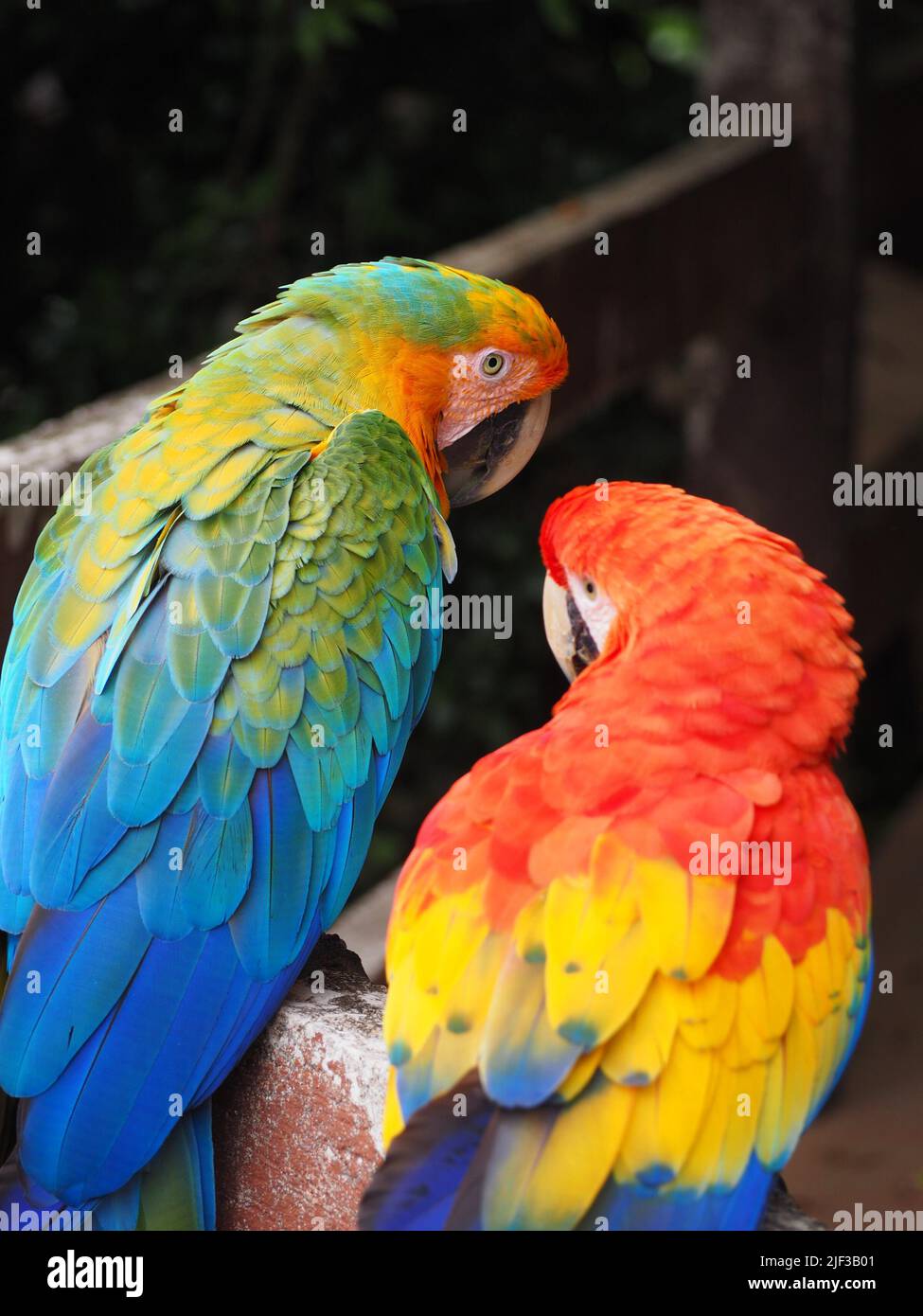 Schöne bunte Ara Papageien Paar Blick auf einander, Costa Rica Stockfoto
