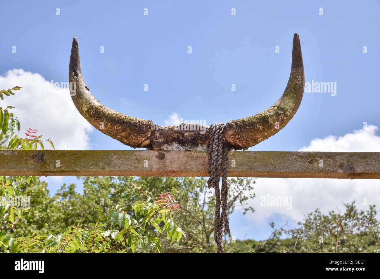 Schädelknochen, Kuhschädel, Stierschädel, Stier, Kuh, Hörner, Bullenhörner, Kuhhörner, Knochen, Schädelknochen. Hochwertige Fotos Stockfoto