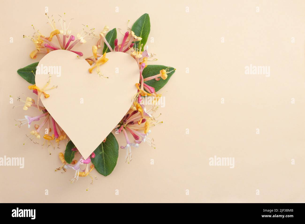 Herzform aus farbigem Karton versteckt Caprifoi Blumen. Romantische Kulisse mit schönen Blumen. Stockfoto