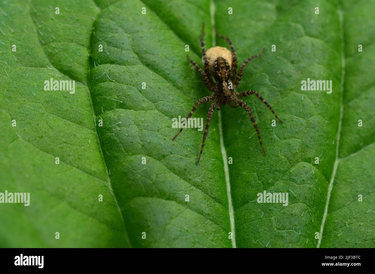 Braune Spinne mit Eiersack Stockfoto