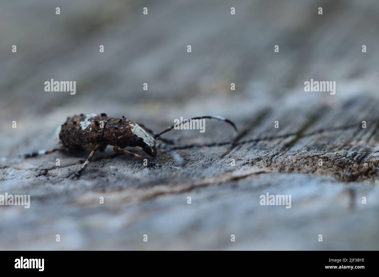 Platystomos albinus Beetle, Beautiful Weevil Stockfoto