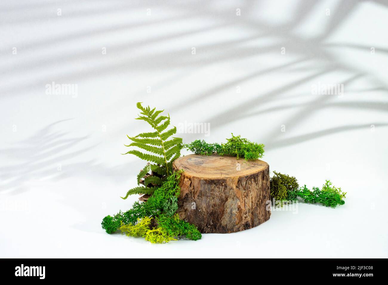 Baumstumpf umgeben von Moos und Farnblättern isoliert auf weißem Hintergrund mit Palmschatten. Produktanzeige-Vorlage. Stockfoto