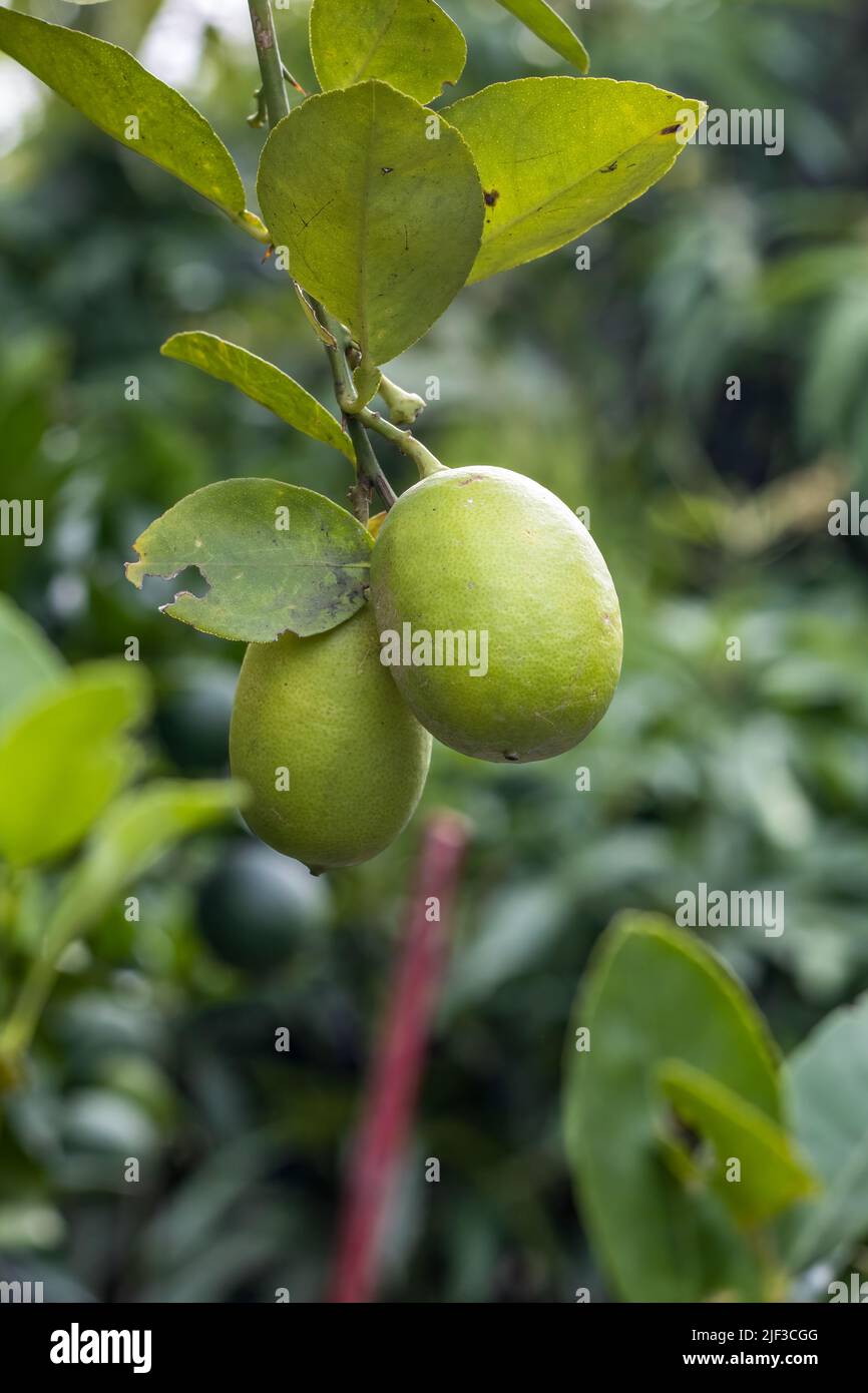 Zitronenzweig mit zwei Bio-Zitronen, die in einem Hausgarten hängen Stockfoto