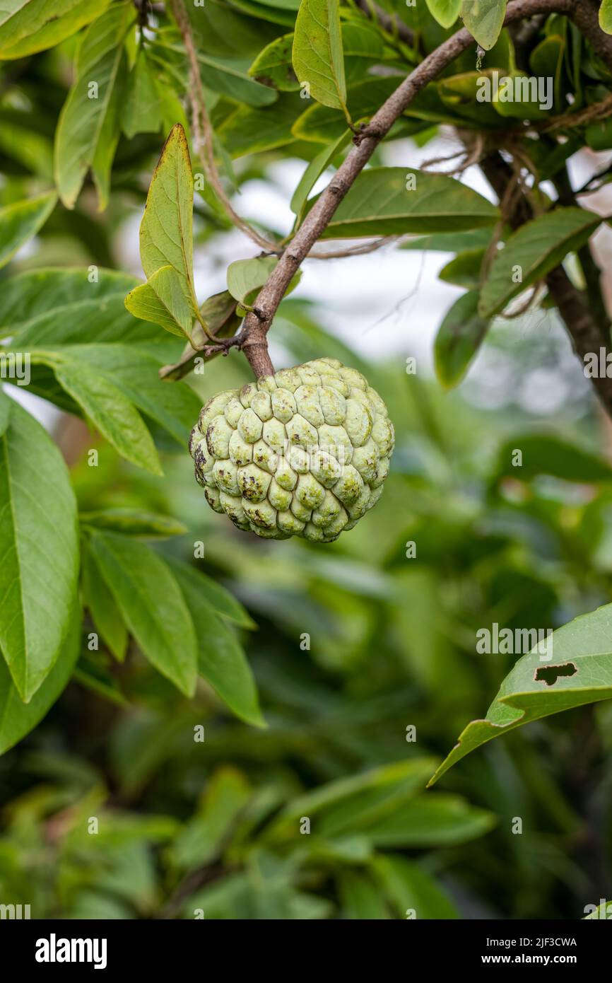 Frische annona-Früchte oder Zuckerapfel wachsen auf dem Baum Stockfoto