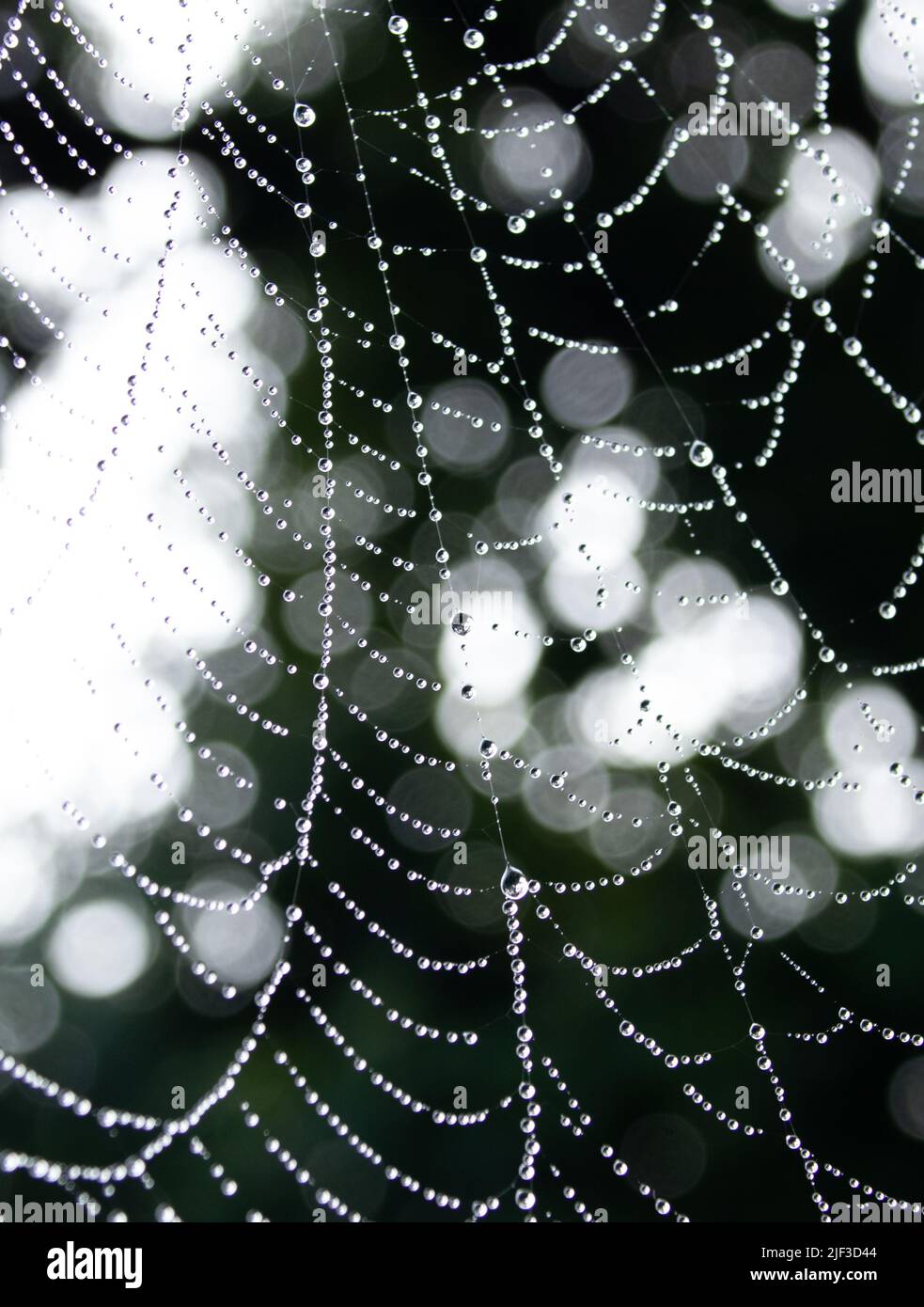 Perfekte Bokeh Spiderweb Moment, am Morgen mit der Beleuchtung suchen erstaunlich, perfekt für Hintergründe gefunden. Stockfoto
