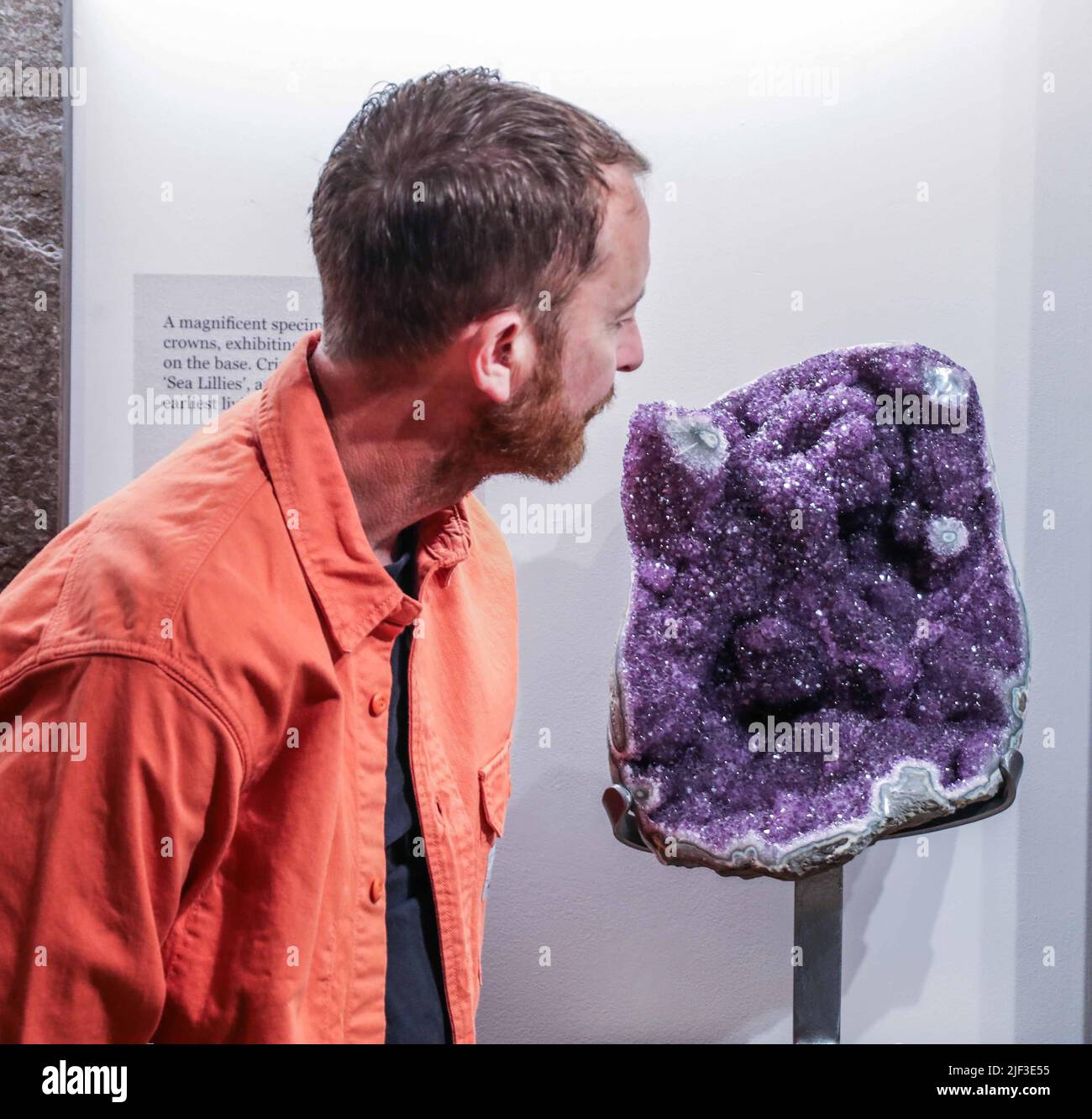 Cambridge, Großbritannien. 29.. Juni 2022. Amethyst Kristallkreide (vor 130 Millionen Jahren) 63 x 28 x 9 cm Brasilien. Est £3,7500.Extraordinary Objects Gallery, 14 Green St, Cambridge, Vom 2. Juli - 2. Oktober 2022 Credit: Paul Quezada-Neiman/Alamy Live News Stockfoto