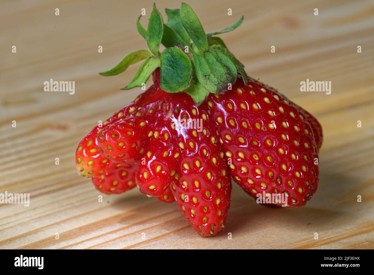 Gartenerdbeere (oder einfach nur Erdbeere; Fragaria × ananassa) ist eine weit verbreitete Hybridart der Gattung Fragaria, die gemeinsam als Erdbeere bekannt ist Stockfoto