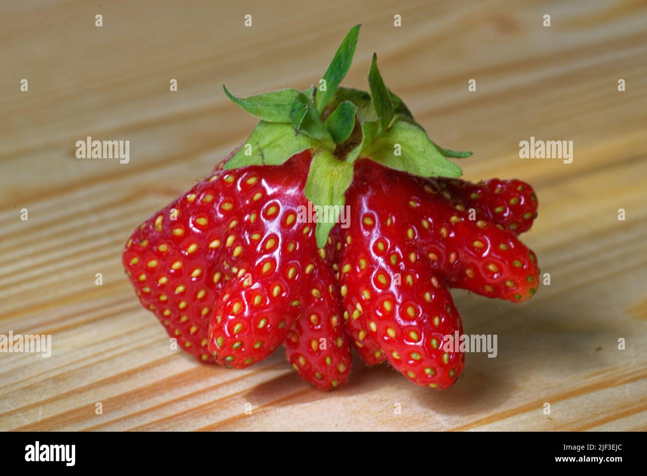 Gartenerdbeere (oder einfach nur Erdbeere; Fragaria × ananassa) ist eine weit verbreitete Hybridart der Gattung Fragaria, die gemeinsam als Erdbeere bekannt ist Stockfoto