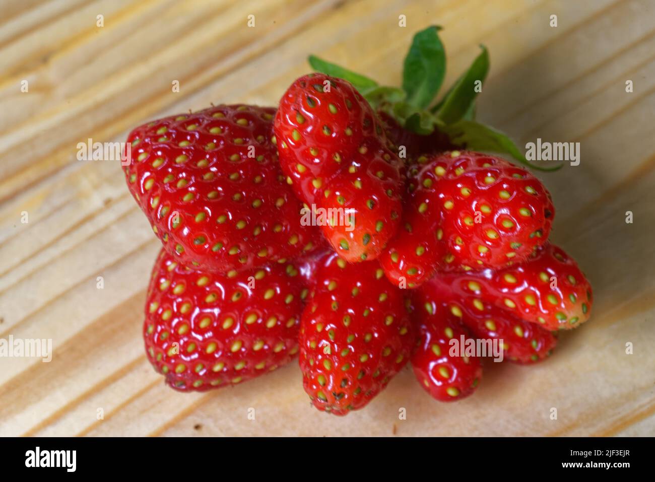 Gartenerdbeere (oder einfach nur Erdbeere; Fragaria × ananassa) ist eine weit verbreitete Hybridart der Gattung Fragaria, die gemeinsam als Erdbeere bekannt ist Stockfoto