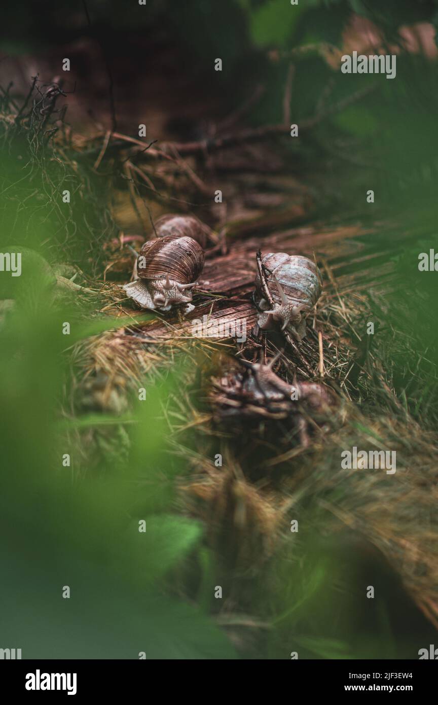 Römische Schnecken in einem Garten. Hochwertige Fotos Stockfoto