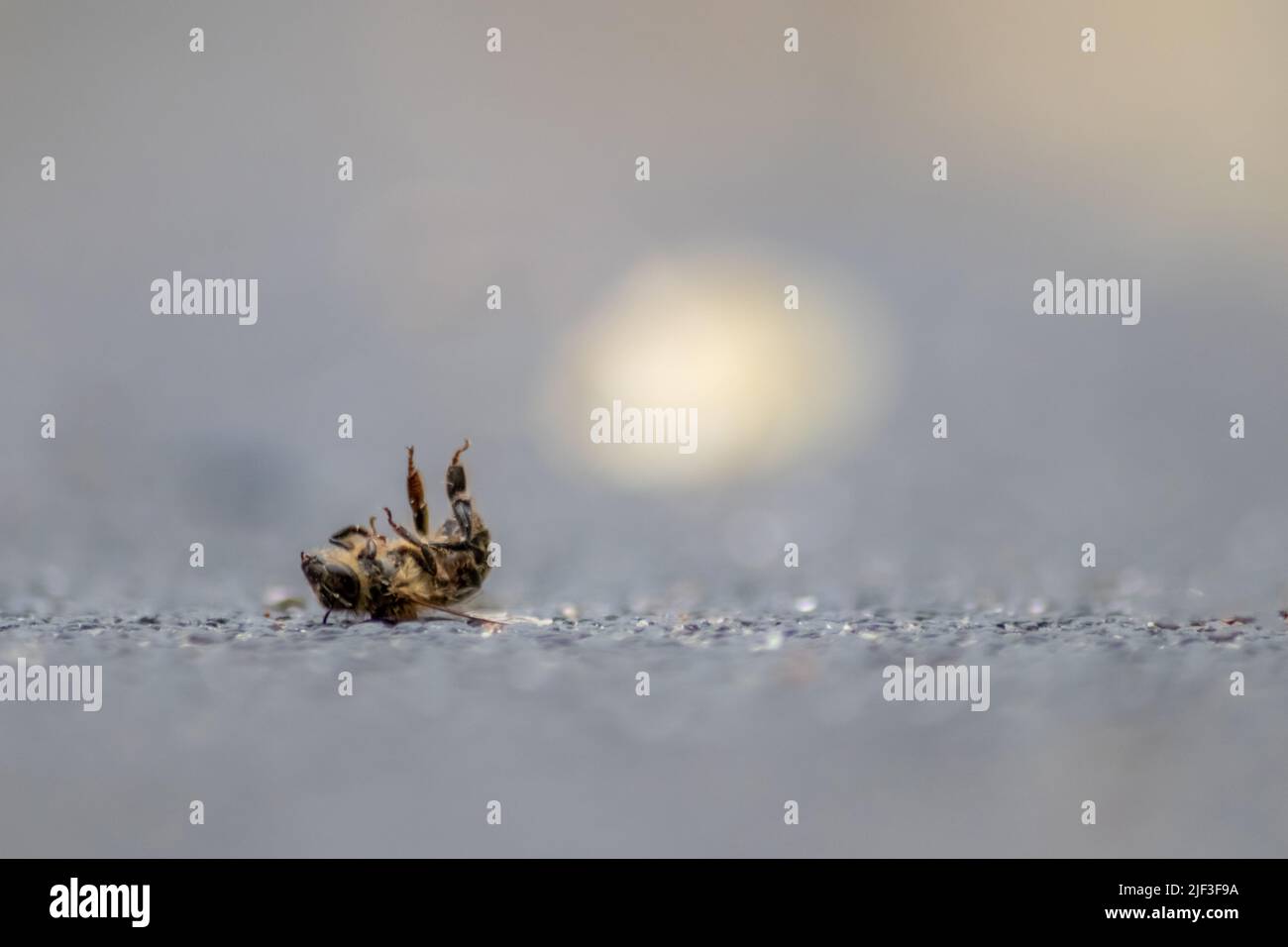 Tote Biene am Boden, vergiftet oder infiziert durch Varroa-Milbe-Krankheit oder Insektizide, tötet die nützlichen Organismen und stellt eine globale Gefahr für Bestäubung dar Stockfoto