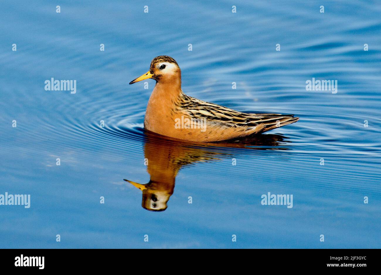 Männchen von Grey Phalarope (Phalaropes fulicarius), Spitzbergen, Spitzbergen. Stockfoto