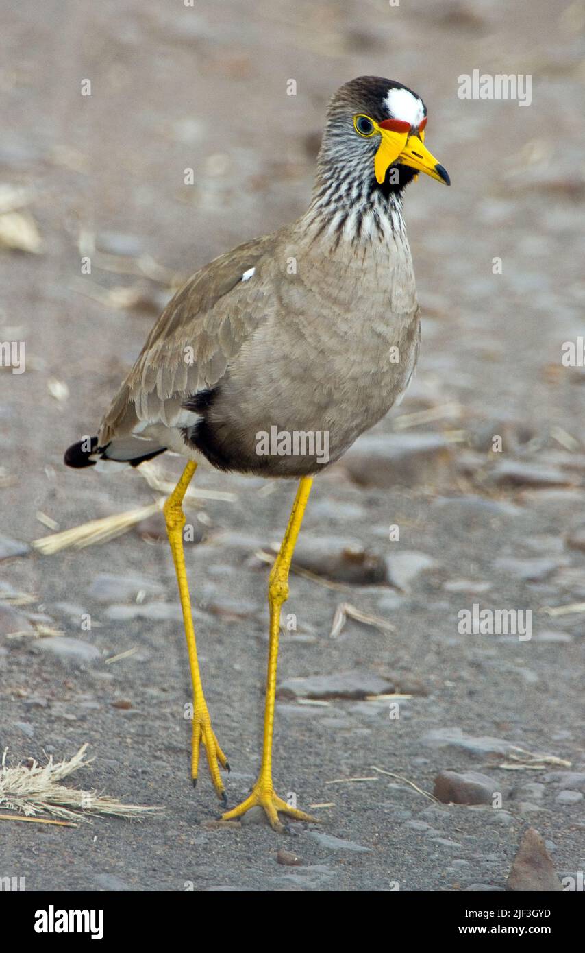 Afrikanisch geflammter Kiebitz oder senegalisch geflammter Kiebitz (Vanellus senegallus) aus Maasai Mara, Kenia. Stockfoto