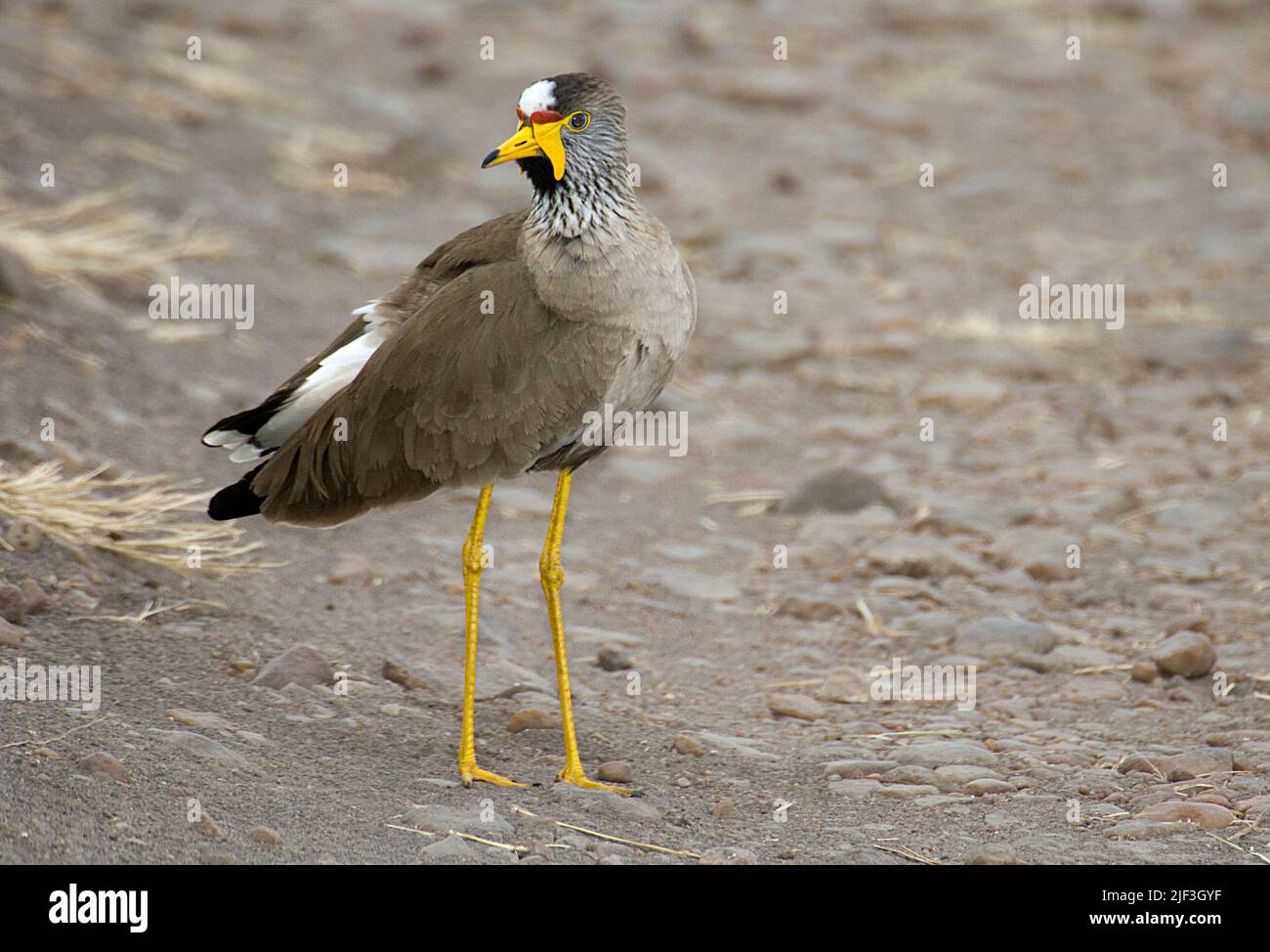 Afrikanisch geflammter Kiebitz oder senegalisch geflammter Kiebitz (Vanellus senegallus) aus Maasai Mara, Kenia. Stockfoto