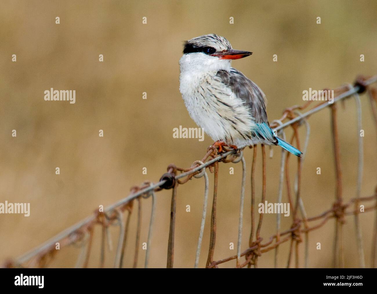 Gestreifter Eisvögel, Halcyon chelicuti. Sweetwaters, Kenia. Stockfoto