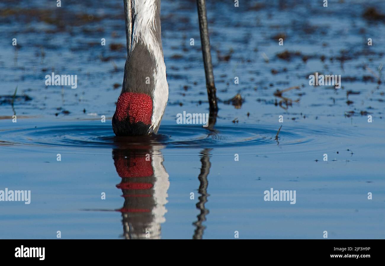 Eurasischer Kranich (Grus grus), der im seichten Wasser des Hornborga-Sees in Schweden ernährt. Stockfoto